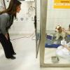 La princesse Marie de Danemark inaugurait le 17 mars 2011 une école vétérinaire à Copenhague.
