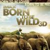 La bande annonce de Born to be wild 3D, un documentaire de 40 minutes sur la vie des orangs-outans et éléphants orphelins