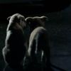 Swedish House Mafia, c'est trois DJ Heroes bien partis pour sauver le monde du clubbing de l'ennui. Mais dans le clip de leur nouveau titre, Save the world, paru le 19 mai 2011, ce sont des chiens extraordinaires les héros !