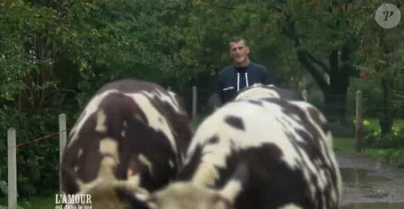 Jean-Claude, agriculteur star de l'amour est dans le pré, saison 6 ! Ici avec son troupeau de vaches. 
