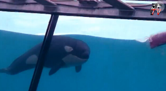 Moana, un bébé orque né il y a trois mois au parc Marineland d'Antibes