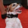 Uggie, le chien de The Artist aux Golden Globes le 15 janvier 2012