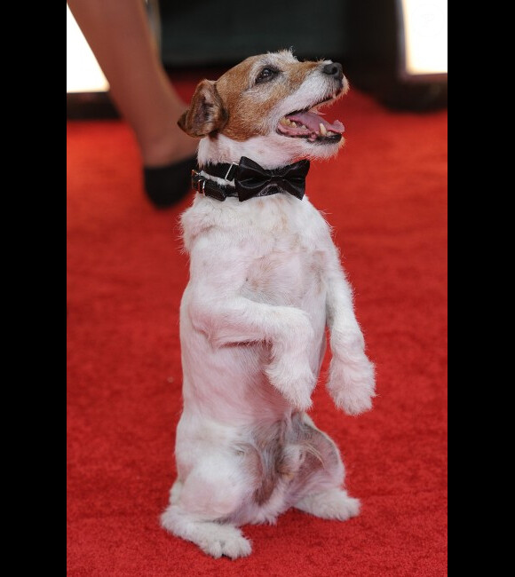 Uggie, le chien de The Artist aux Golden Globes le 15 janvier 2012