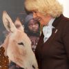 Le 31 janvier 2012, Camilla Parker Bowles donnait à Clarence House une réception pour l'association The Brooke, dont elle est la présidente et qui oeuvre contre les souffrances des équidés dans le monde.