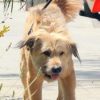 Eva Mendes promène le chien de Ryan Gosling dans les rues de Los Angeles le 2 août 2012