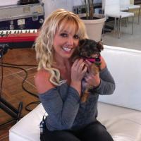 Britney Spears échange des messages sur Twitter avec sa chienne !