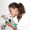 Irina Shayk fait preuve de générosité à l'approche de Noël et tombe sous le charme de Lady, un dogue argentin lors de son passage au centre d'adoption de l'association ASPCA. New York, le 14 décembre 2012.