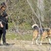 Monica Cruz, enceinte, se promène avec ses chiens à Madrid, le 20 février 2013.