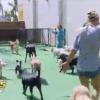 Amélie et les chiens dans les Anges de la télé-réalité 5, mercredi 22 mai 2013 sur NRJ12