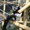 Le nouveau Zoo de Vincennes métamorphosé après quatre années de travaux, va rouvrir ses portes le 12 avril. Il abrite désormais environ 180 espèces et plus d'un millier d'animaux, classés par leur milieu d'origine, les "biozones". Mammifères, oiseaux, reptiles, amphibiens : le parc mise sur la biodiversité. Un parcours de 4 kilomètres invitera les visiteurs à découvrir les paysages de cinq zones géographiques : Sahel-Soudan, Patagonie, Europe, Amazonie-Guyane, Madagascar.