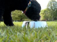 Michelle Obama : Ses toutous, Bo et Sunny, stars de sa nouvelle campagne