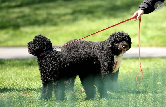 Presidential dogs Sunny and Bo during the annual White House Easter Egg Roll on the South Lawn of the White House in Washington, DC, USA on April 21, 2014. President Barack Obama and first lady Michelle Obama hosted thousands of people during the annual celebration of Easter. Photo by Olivier Douliery/ABACAPRESS.COM22/04/2014 - Washington