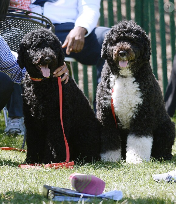 Les chiens de Barack et Michelle Obama, Sunny et Bo, à la Maison Blanche le 21 avril 2014.