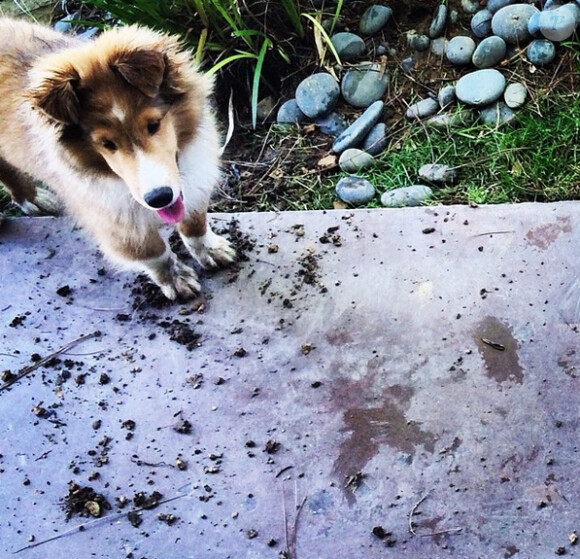 Dévastée en avril dernier par la mort de son chien Floyd, Miley Cyrus a présenté Emu, son nouveau compagnon à poil, à ses admirateurs le 28 juin 2014.