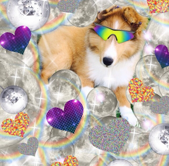 Dévastée en avril dernier par la mort de son chien Floyd, Miley Cyrus a présenté Emu, son nouveau compagnon à poil, à ses admirateurs le 28 juin 2014.