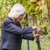 Camilla Parker Bowles, présidente de l'association des vignobles du Royaume-Uni, a coupé des grappes de Chardonnay au domaine Chapel Down dans le Kent, le 15 octobre 2014.