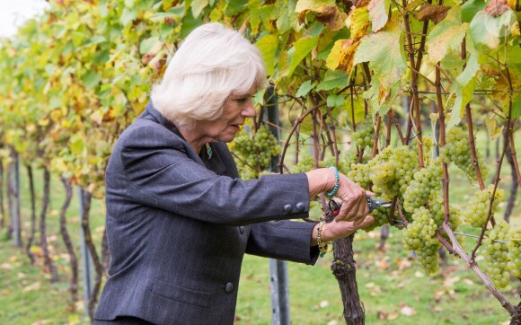 Camilla Parker Bowles, présidente de l'association des vignobles du Royaume-Uni, a coupé des grappes de Chardonnay au domaine Chapel Down dans le Kent, le 15 octobre 2014.