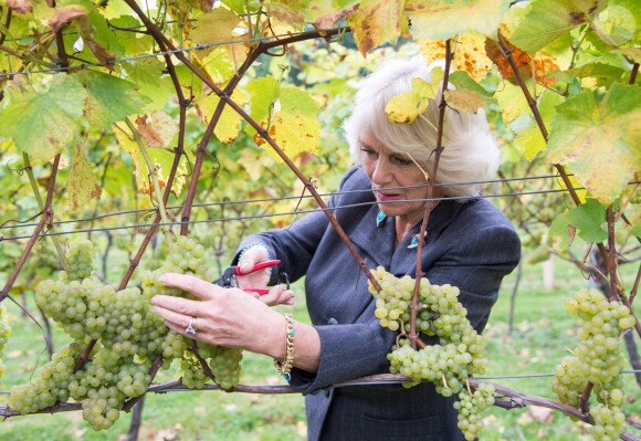 Camilla Parker Bowles, présidente de l'association des vignobles du Royaume-Uni, a coupé des grappes de Chardonnay au domaine Chapel Down dans le Kent, le 15 octobre 2014.