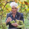 Camilla Parker Bowles, présidente de l'association des vignobles du Royaume-Uni, a coupé des grappes de Chardonnay au domaine Chapel Down dans le Kent, le 15 octobre 2014.