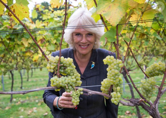 Camilla Parker Bowles, présidente de l'association des vignobles du Royaume-Uni, a coupé des grappes de Chardonnay au domaine Chapel Down dans le Kent, le 15 octobre 2014.