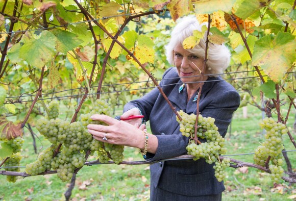 Camilla Parker Bowles, présidente de l'association des vignobles du Royaume-Uni, a coupé des grappes de Chardonnay au domaine Chapel Down dans le Kent, le 15 octobre 2014.