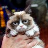 Grumpy Cat, lors d'une séance de dédicaces de livres à Kitson à Las Vegas, le 5 août 2014