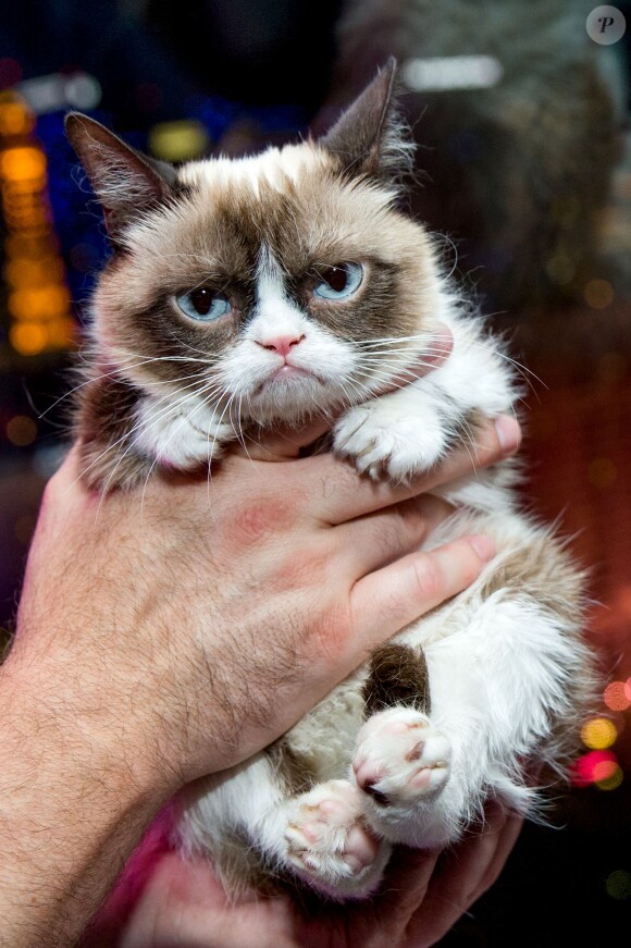 Grumpy Cat, lors d'une séance de dédicaces de livres à Kitson à Las Vegas, le 5 août 2014