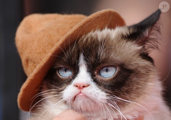 Grumpy Cat aux MTV Movie Awards à Los Angeles, le 13 avril 2014