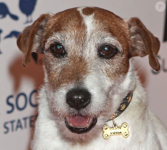 Le chien Uggie lors des Genesis Awards à Beverly Hills le 24 mars 2012.