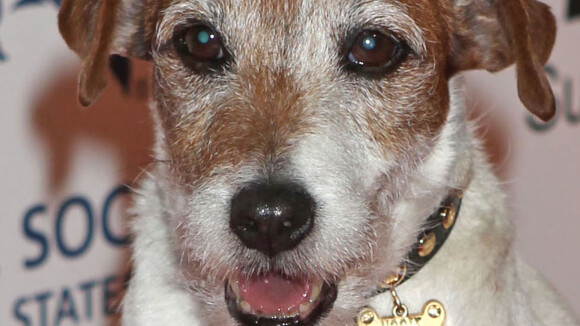 Uggie, le chien de Jean Dujardin dans The Artist, est mort