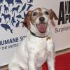 Le chien Uggie lors des Genesis Awards à Beverly Hills le 24 mars 2012.