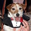 Uggie le chien aux Golden Collar Awards à Century City le 13 février 2012.