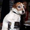Uggie the dog avec son autobiographie, Uggie,The Artist: My Story, à Londres le 30 octobre 2012.