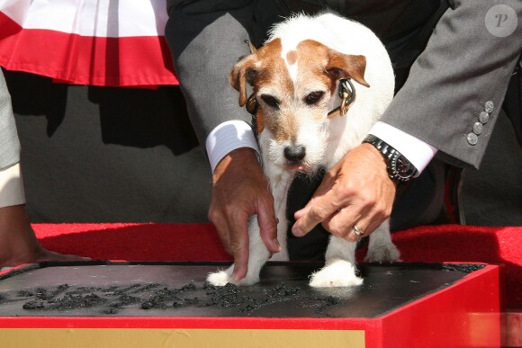 Uggie the dog dépose ses empreintes devant le Grauman's Chinese Theater à Hollywood, Los Angeles, le 25 juin 2012.