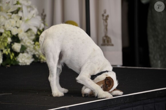 Uggie, the Dog lors des Oscars à Los Angeles, le 26 février 2012.