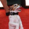 Uggie the dog aux Golden Globe Awards 2012.