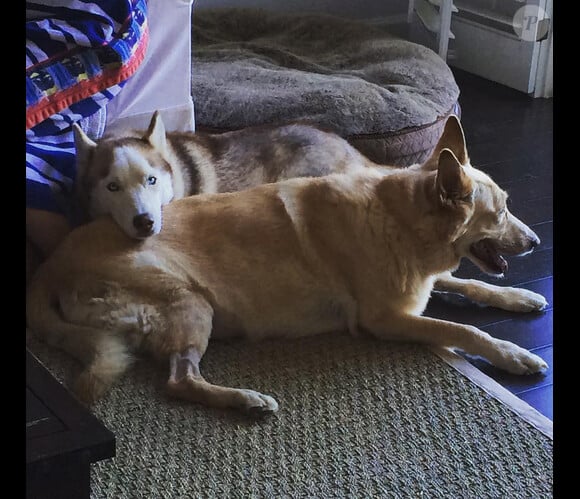 Chad Michael Murray a ajouté une photo de ses chiens Joe et Clark / photo postée sur le compte Instagram de l'acteur.