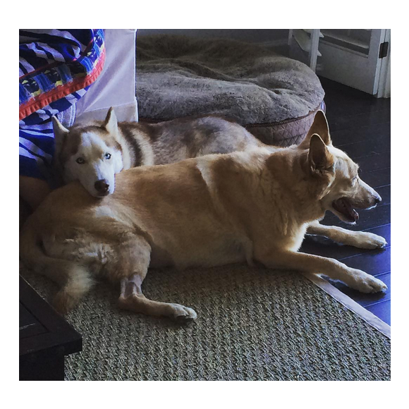Chad Michael Murray a ajouté une photo de ses chiens Joe et Clark / photo postée sur le compte Instagram de l'acteur.
