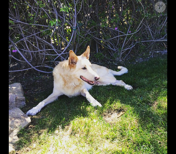 Chad Michael Murray a ajouté une photo de son chien Joe / photo postée sur le compte Instagram de l'acteur.