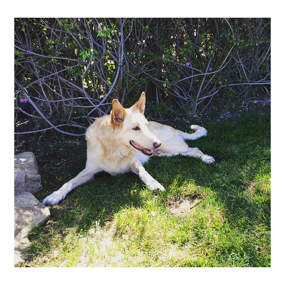Chad Michael Murray a ajouté une photo de son chien Joe / photo postée sur le compte Instagram de l'acteur.