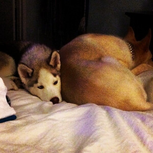 Chad Michael Murray a ajouté une photo ses chiens Joe et Clark / photo postée sur le compte Instagram de l'acteur.