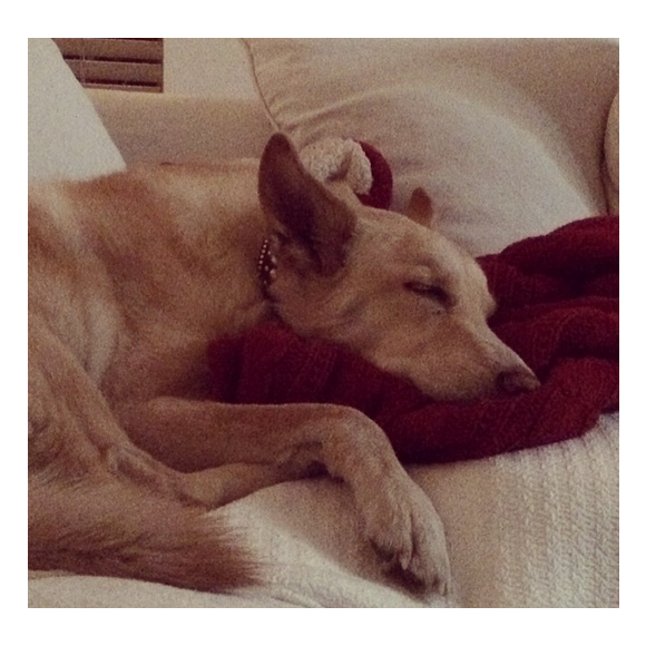 Chad Michael Murray a ajouté une photo de son chien Joe / photo postée sur le compte Instagram de l'acteur.