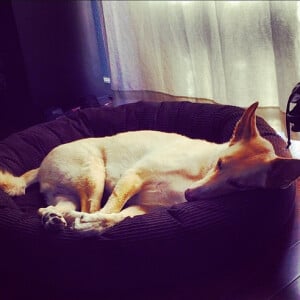 Chad Michael Murray a ajouté une photo de son chien Joe / photo postée sur le compte Instagram de l'acteur.
