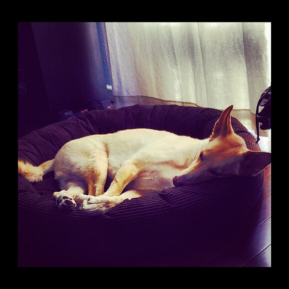 Chad Michael Murray a ajouté une photo de son chien Joe / photo postée sur le compte Instagram de l'acteur.
