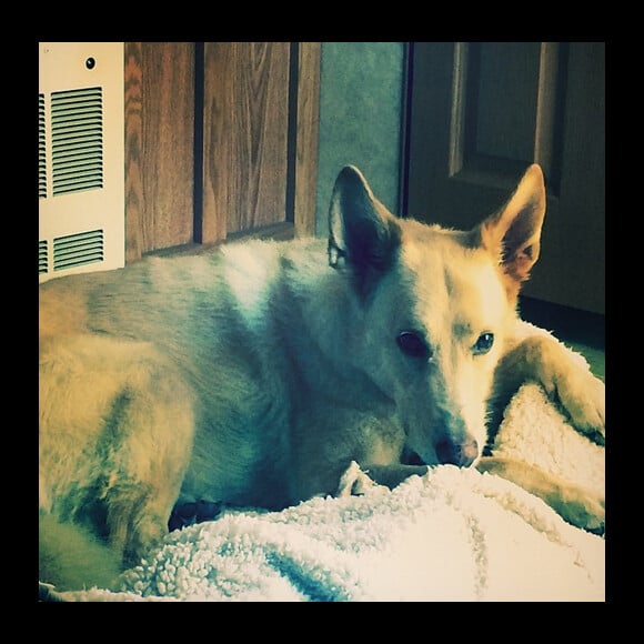 Chad Michael Murray a ajouté une photo de son chien Joe / photo postée sur le compte Instagram de l'acteur.