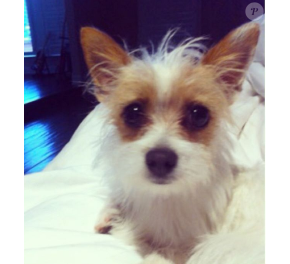 Mitzi, le chien de Tori Spelling a disparu / photo postée sur Instagram.