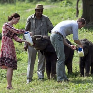 Kate Middleton (en robe Topshop) et le prince William ont eu la chance de participer au nourrissage de deux éléphanteaux et un bébé rhinocéros le 13 avril 2016 dans un centre de sauvegarde et de réhabilitation des animaux sauvages dans le parc Kaziranga, dans l'Etat d'Assam, au 4e jour de leur visite officielle en Inde.