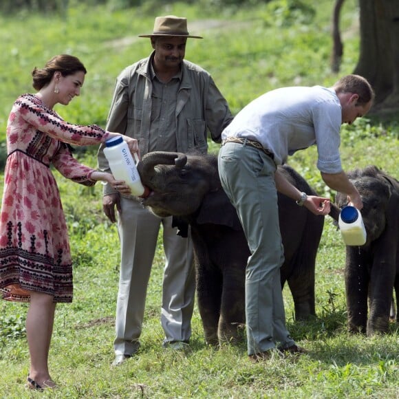 Kate Middleton (en robe Topshop) et le prince William ont eu la chance de participer au nourrissage de deux éléphanteaux et un bébé rhinocéros le 13 avril 2016 dans un centre de sauvegarde et de réhabilitation des animaux sauvages dans le parc Kaziranga, dans l'Etat d'Assam, au 4e jour de leur visite officielle en Inde.