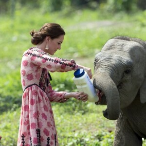 Kate Middleton (en robe Topshop) et le prince William ont eu la chance de participer au nourrissage de deux éléphanteaux et un bébé rhinocéros le 13 avril 2016 dans un centre de sauvegarde et de réhabilitation des animaux sauvages dans le parc Kaziranga, dans l'Etat d'Assam, au 4e jour de leur visite officielle en Inde.