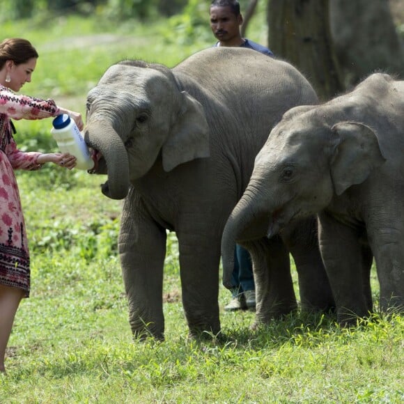 Kate Middleton (en robe Topshop) et le prince William ont eu la chance de participer au nourrissage de deux éléphanteaux et un bébé rhinocéros le 13 avril 2016 dans un centre de sauvegarde et de réhabilitation des animaux sauvages dans le parc Kaziranga, dans l'Etat d'Assam, au 4e jour de leur visite officielle en Inde.